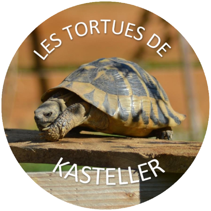 Les Tortues de Kasteller animalerie