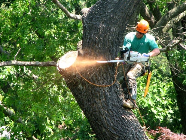 Images Nationwide Tree Service