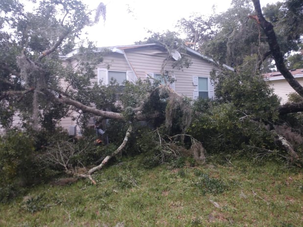 Images Branch Out Tree Service LLC