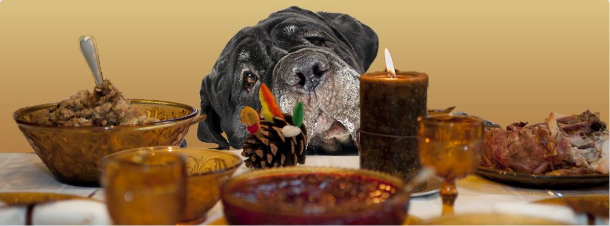 Images Pitou Minou & Compagnons Queen Mary