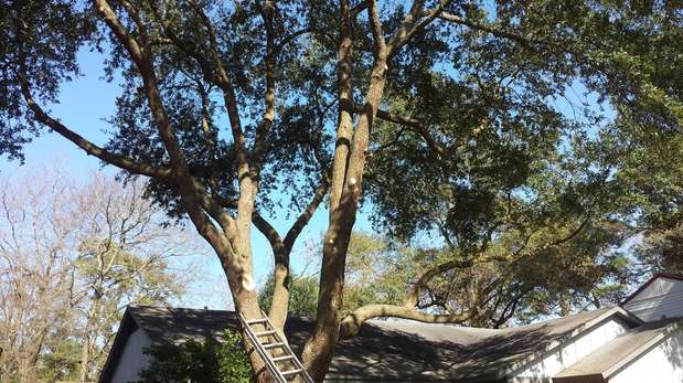 Images TNT Tree Service