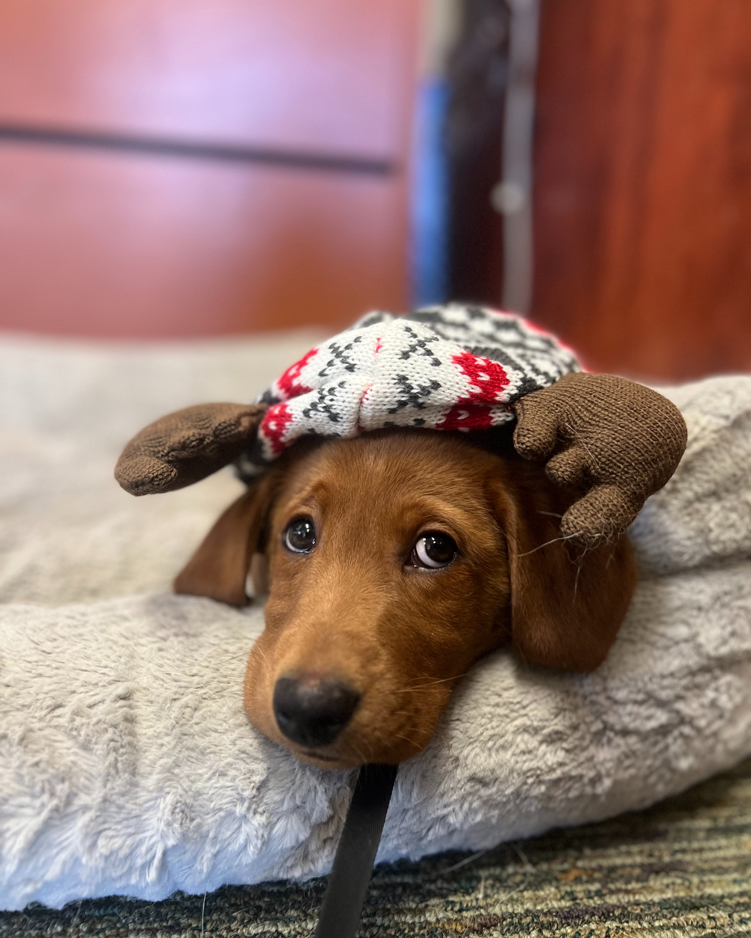 Now is a great time to review your pet coverage and make sure everything is in order for your furry family members. Call or stop by to discuss your options or request a quote. Our team is here to help.