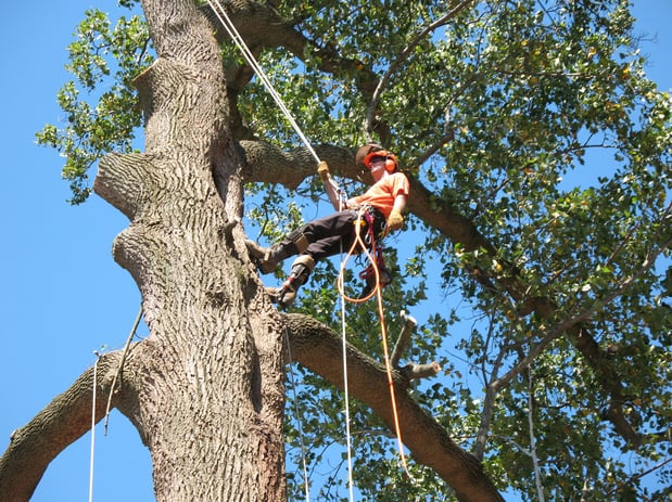 Images Troyer Tree Service