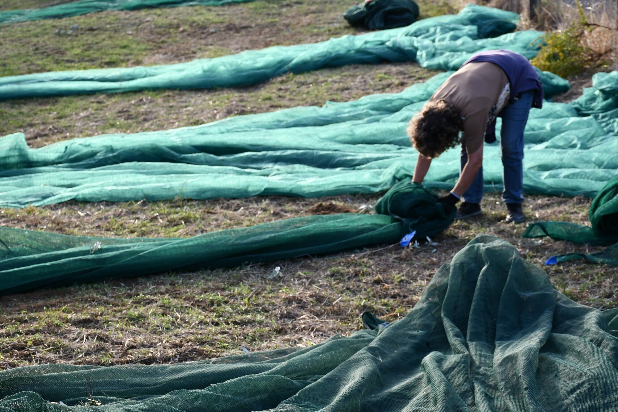 Images AZIENDA AGRICOLA MIRACCO ATANASIO FRANCO
