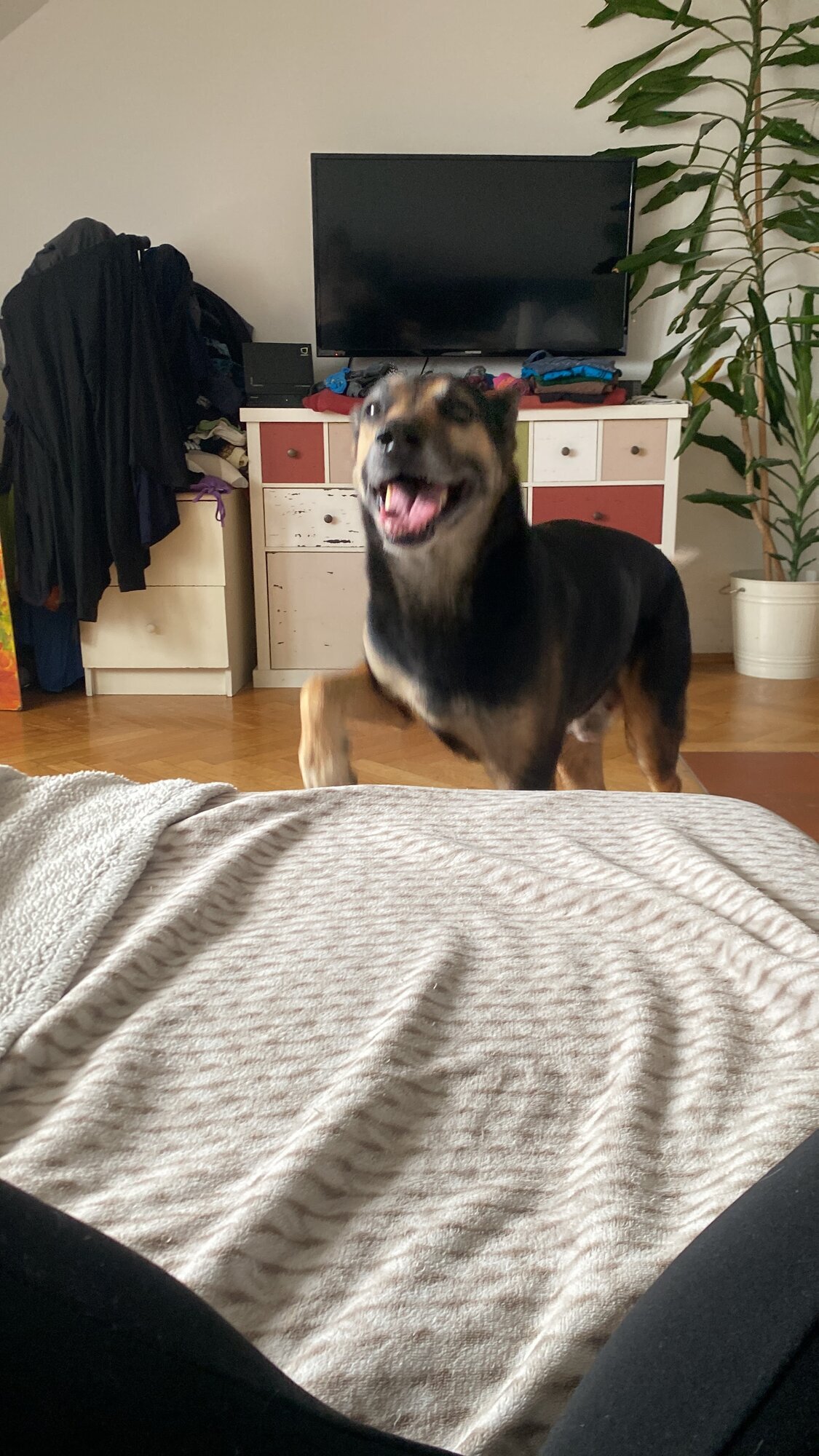 Bild 6 von Central Bark