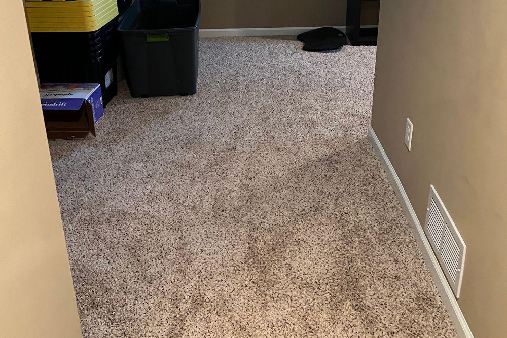 Pictured here, there is no sign that black mold is growing sporadically underneath the carpet pad.