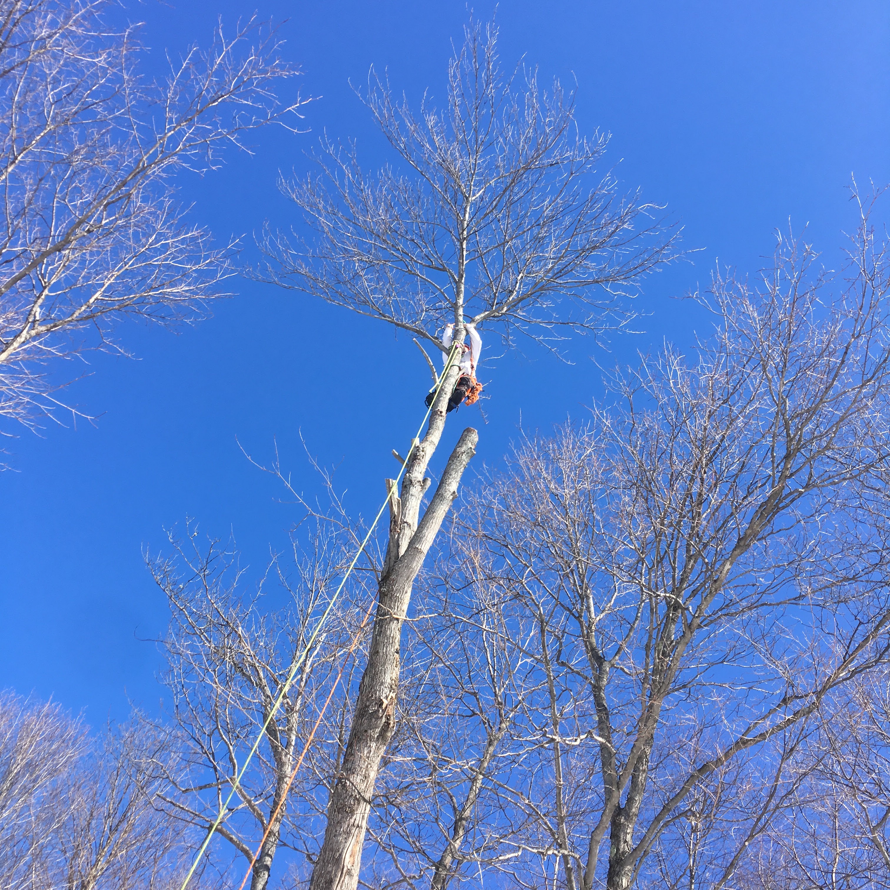 Images Élagage Frère d'Arbres
