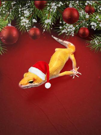 Images Frank's Pet Shop