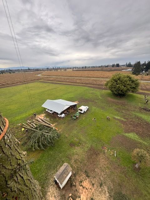 A high-up view from a tree looks over green pasture, a metal-roofed shelter with trucks, stacked logs, a felled tree, and farm fields stretching toward distant hills under cloudy skies.