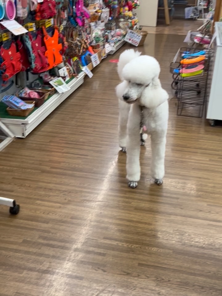 Images たまとポチ 宇津木店