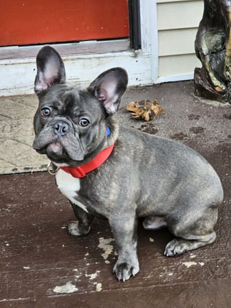 Images ABC's of Dog Training