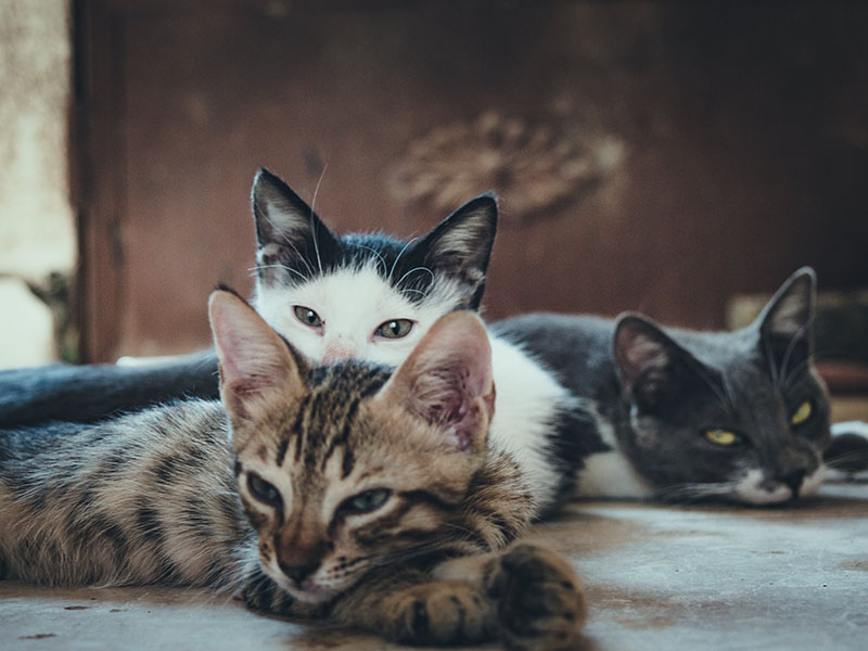 Dr. Elie Pet Rescue Image