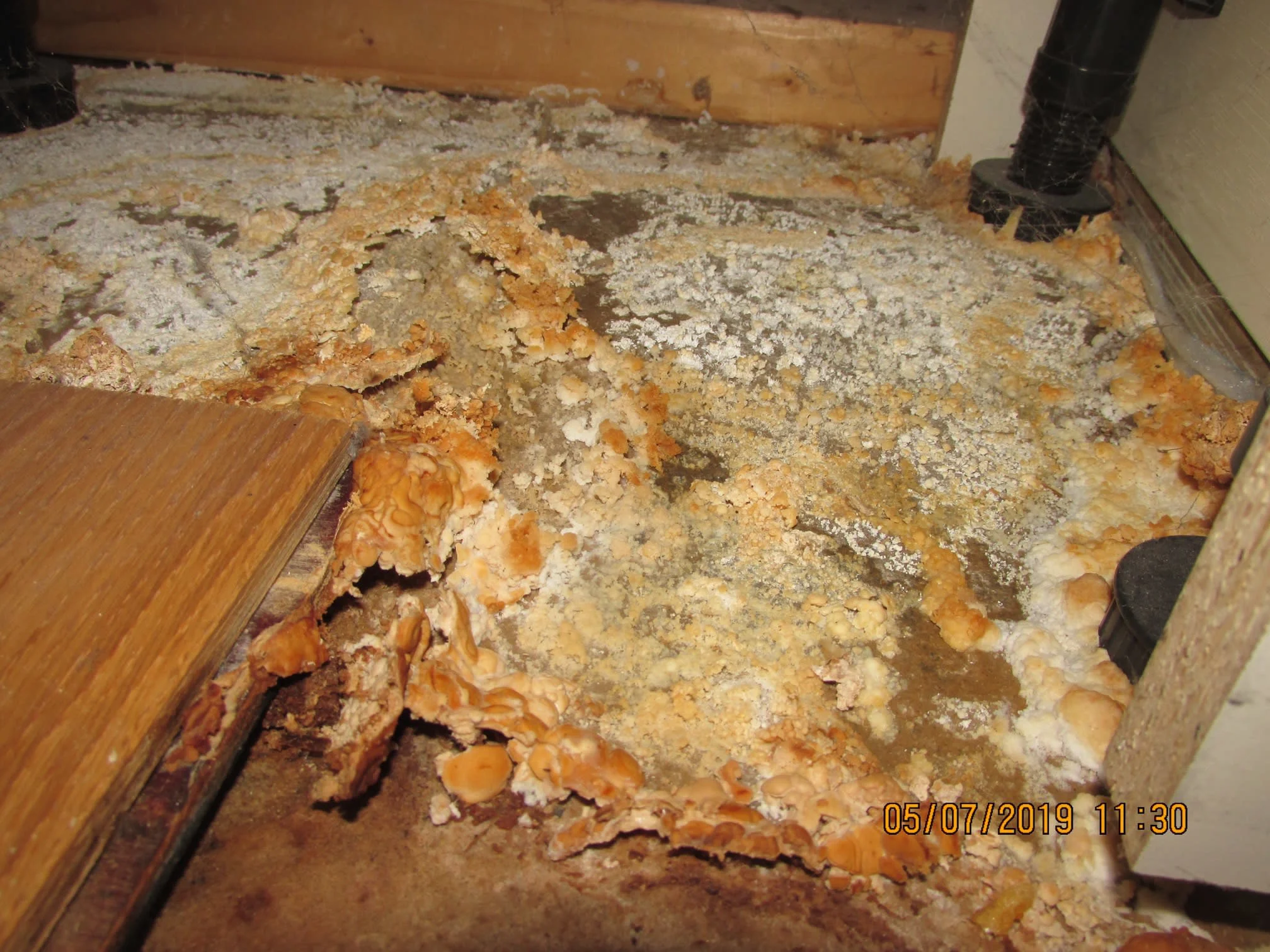 Images Damp Detectives