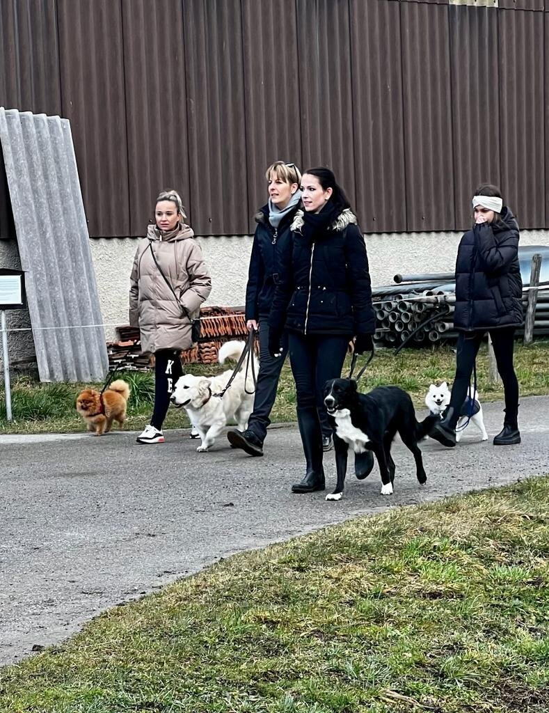Bilder A-Z-Hundetraining