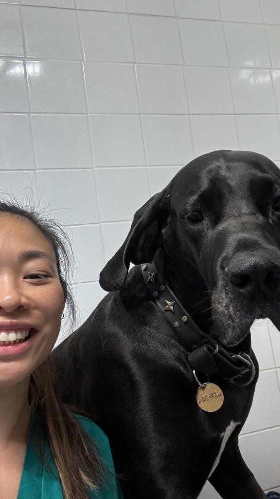 Images Streatham Hill Veterinary Surgery