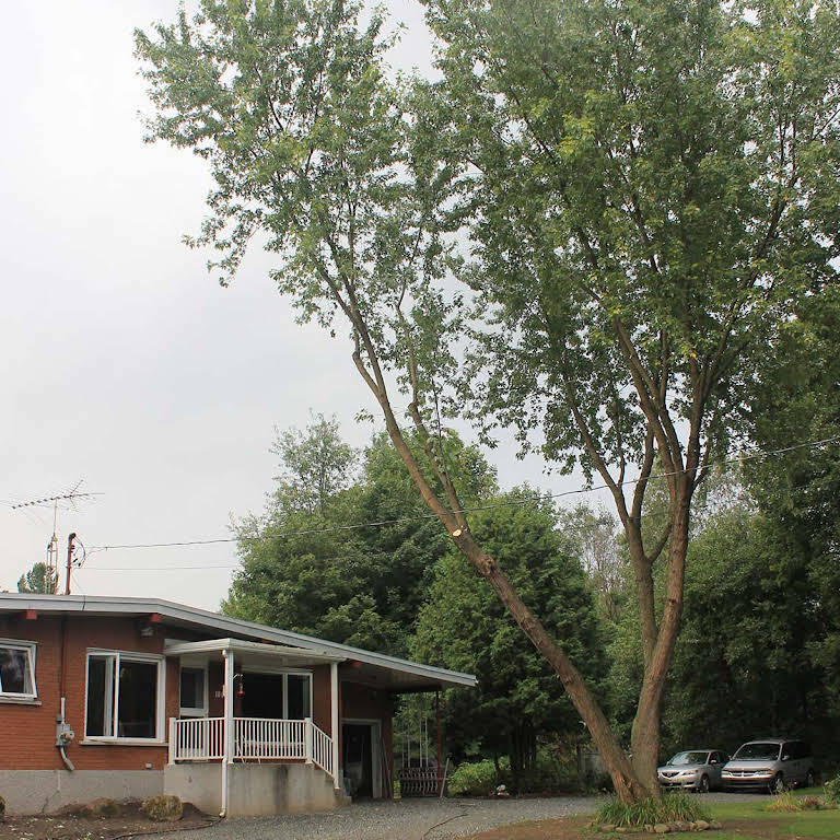 Images Canopée Service d'Arboriculture