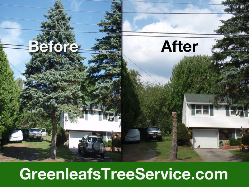 Greenleaf's Tree Service Photo