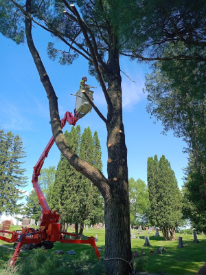 Keep your trees healthy & strong with regular pruning.