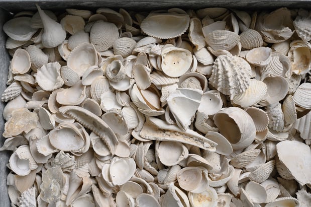 Images Olimar Stone - Miami