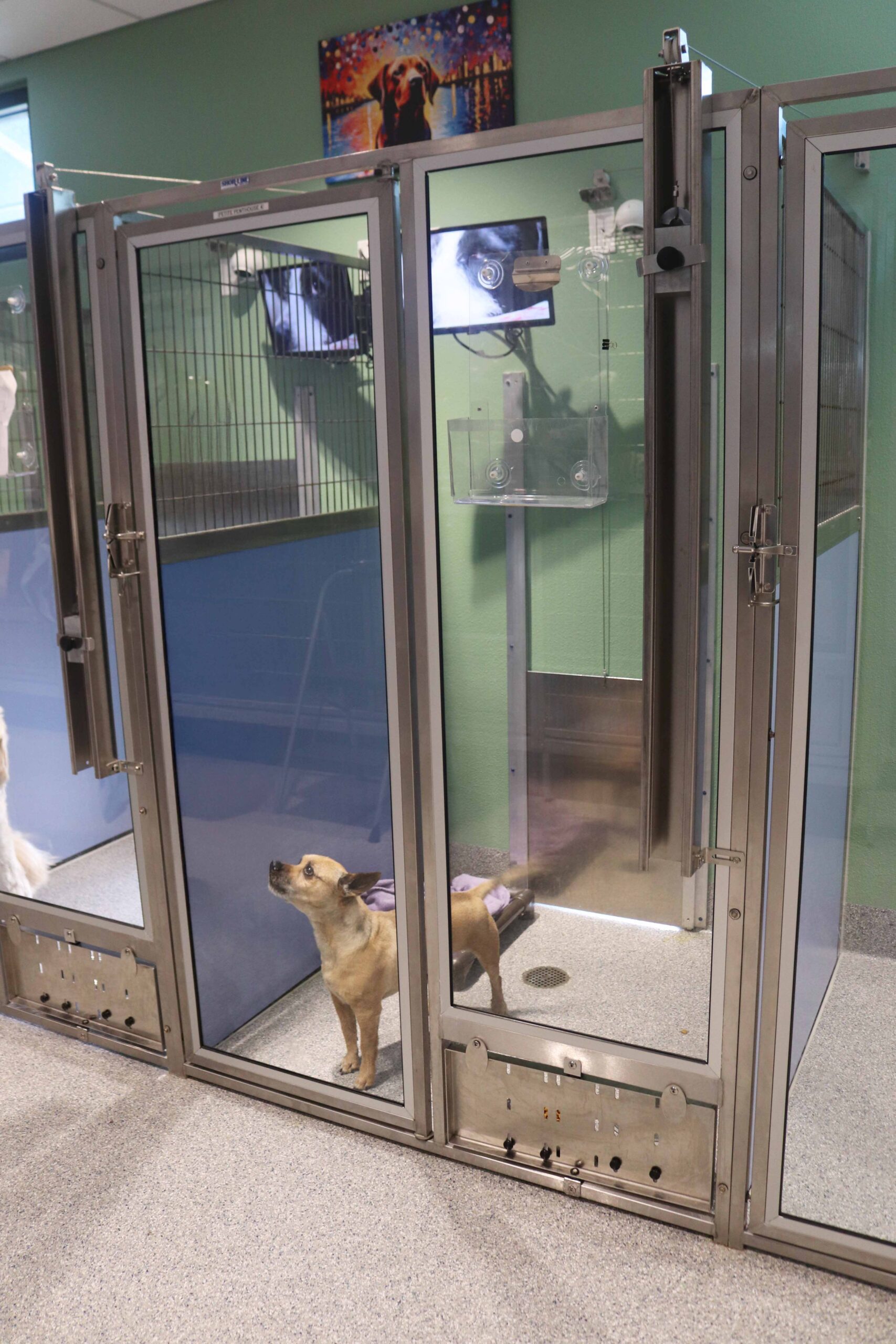 Bayside Pet Resort Image