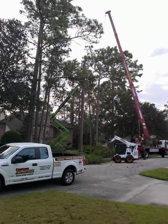 Images Custom Tree Surgeons
