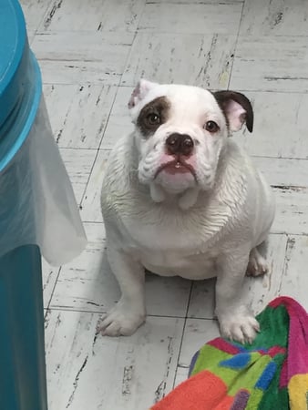 Images Melrose La Brea Animal Hospital