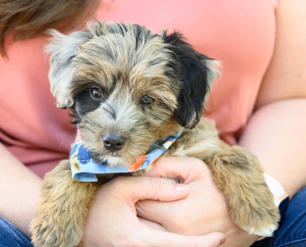 Images A Joy Story Photography