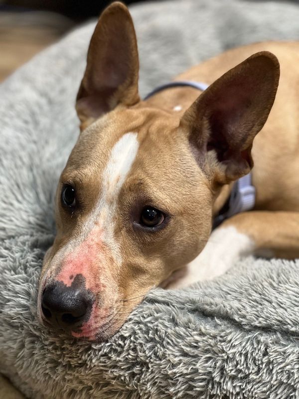 fido fido Dog Daycare & Boarding Image