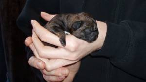 Images Aakirkeby Dyreklinik