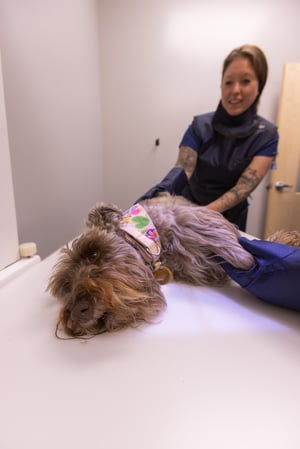 Images PetVet365 Pet Hospital Denver / University