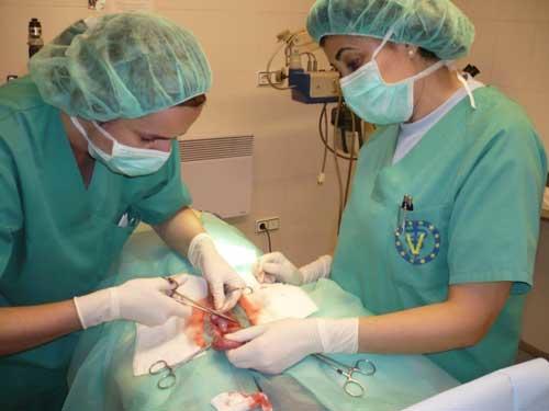 Images Centro Clínico Veterinario Zaragoza