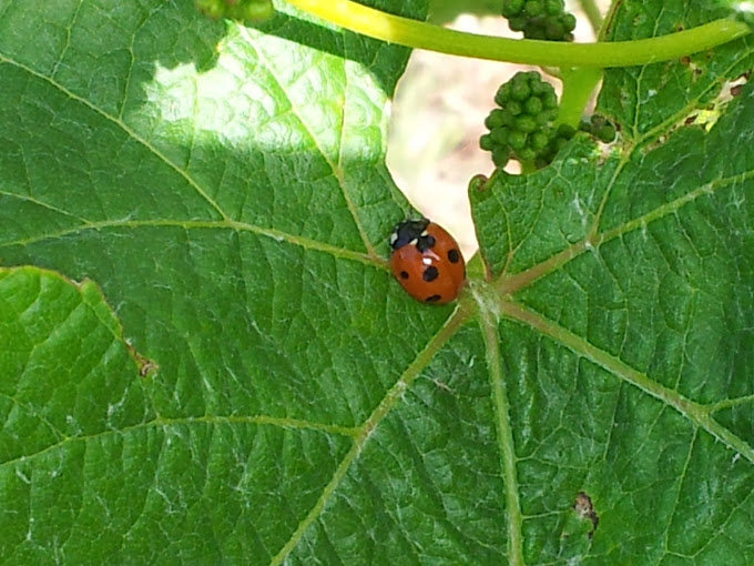 Images Bodega Viña Estévez