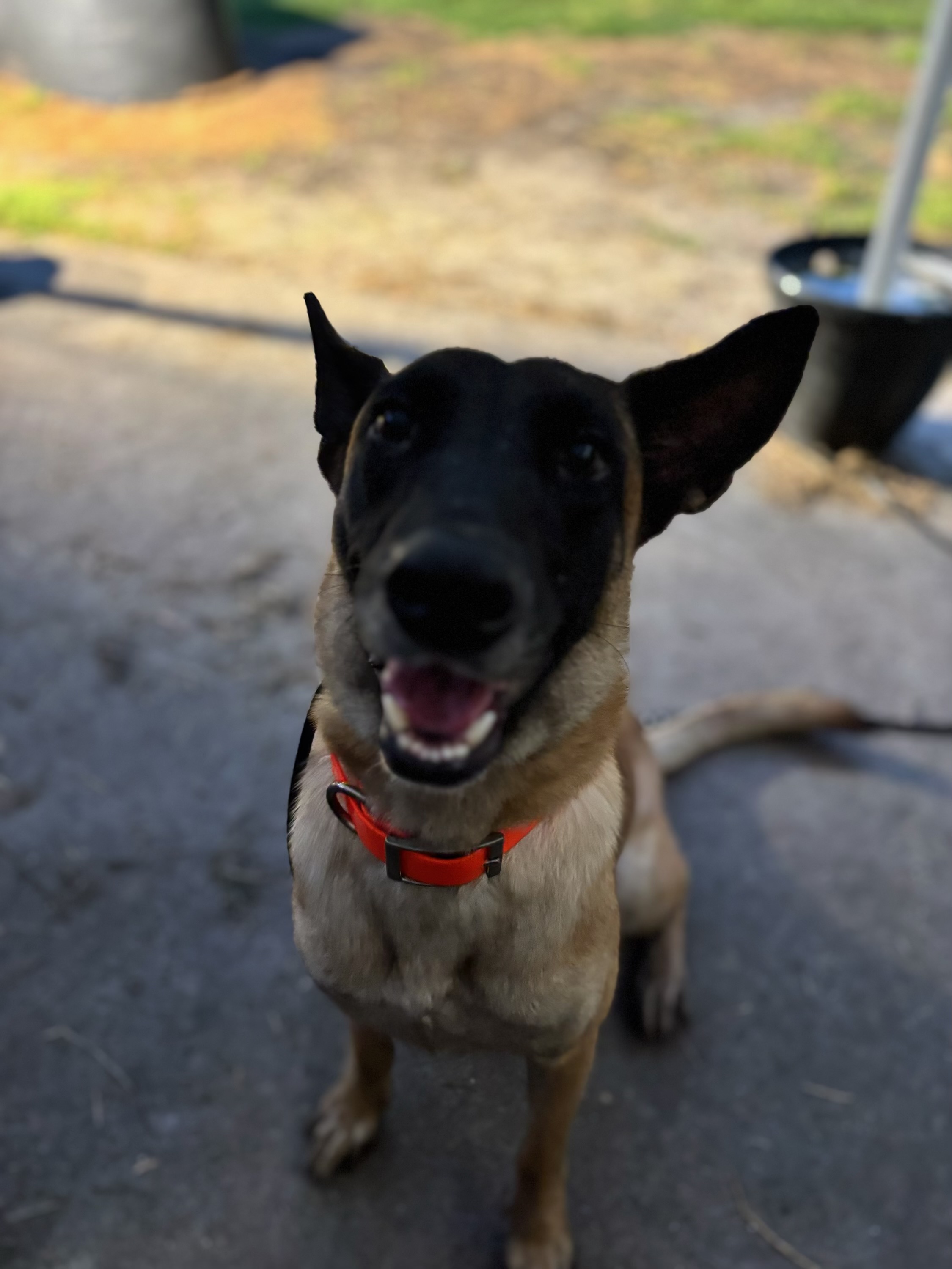 Russell's K9 Academy Image