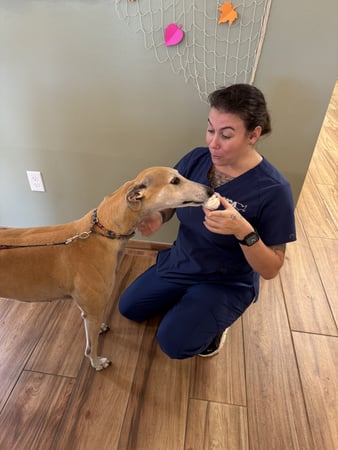 Images VCA Sanibel Animal Hospital