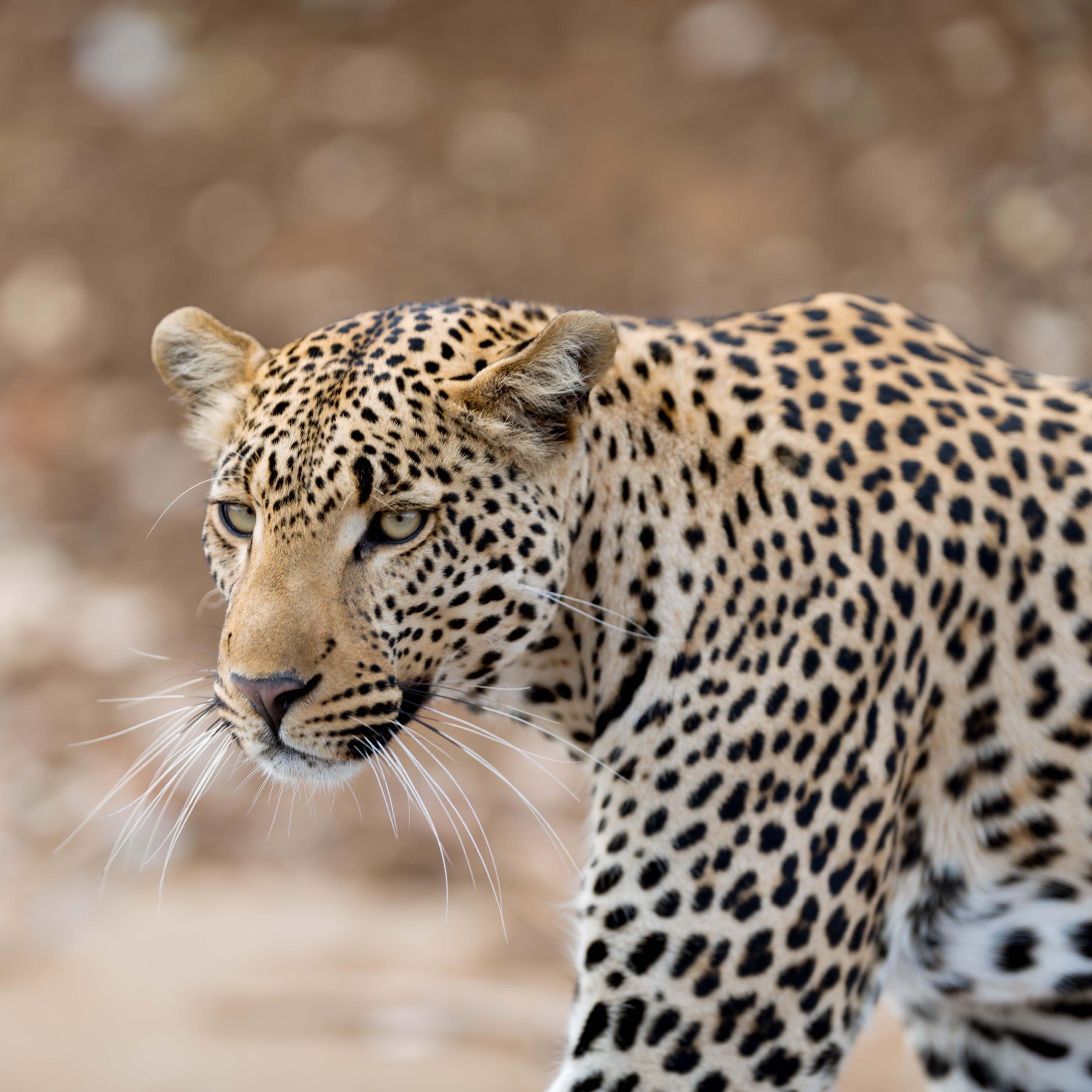 Ozeania Reisen AG, Bernardastrasse 38 in Fislisbach