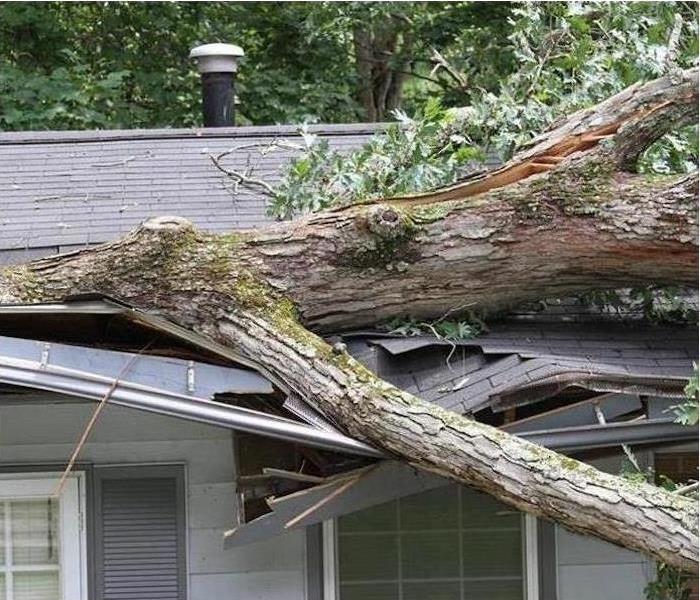 After many thunderstorms and gusty winds a trees limb was blown off and landing on the roof of this Los Angeles home. When SERVPRO of Silver Lake and Echo Park arrived the storms where still rolling. They put a tarp up so no further water damage could occur in the home. After the rain came the sunshine and SERVPRO began to remove the tree limb, started drying out of the home and made it look 