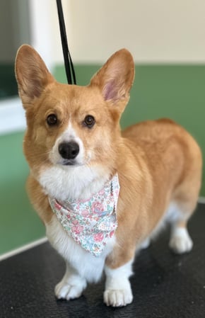 Images Paws Up Pet Grooming