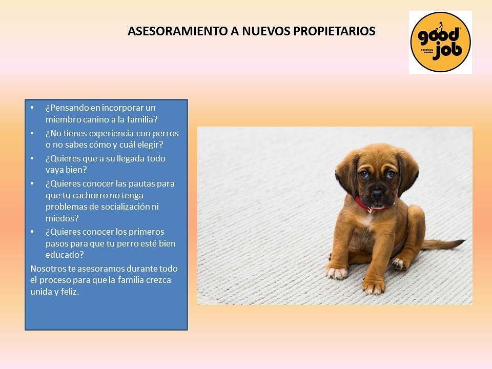 Images Adiestramiento Good Job