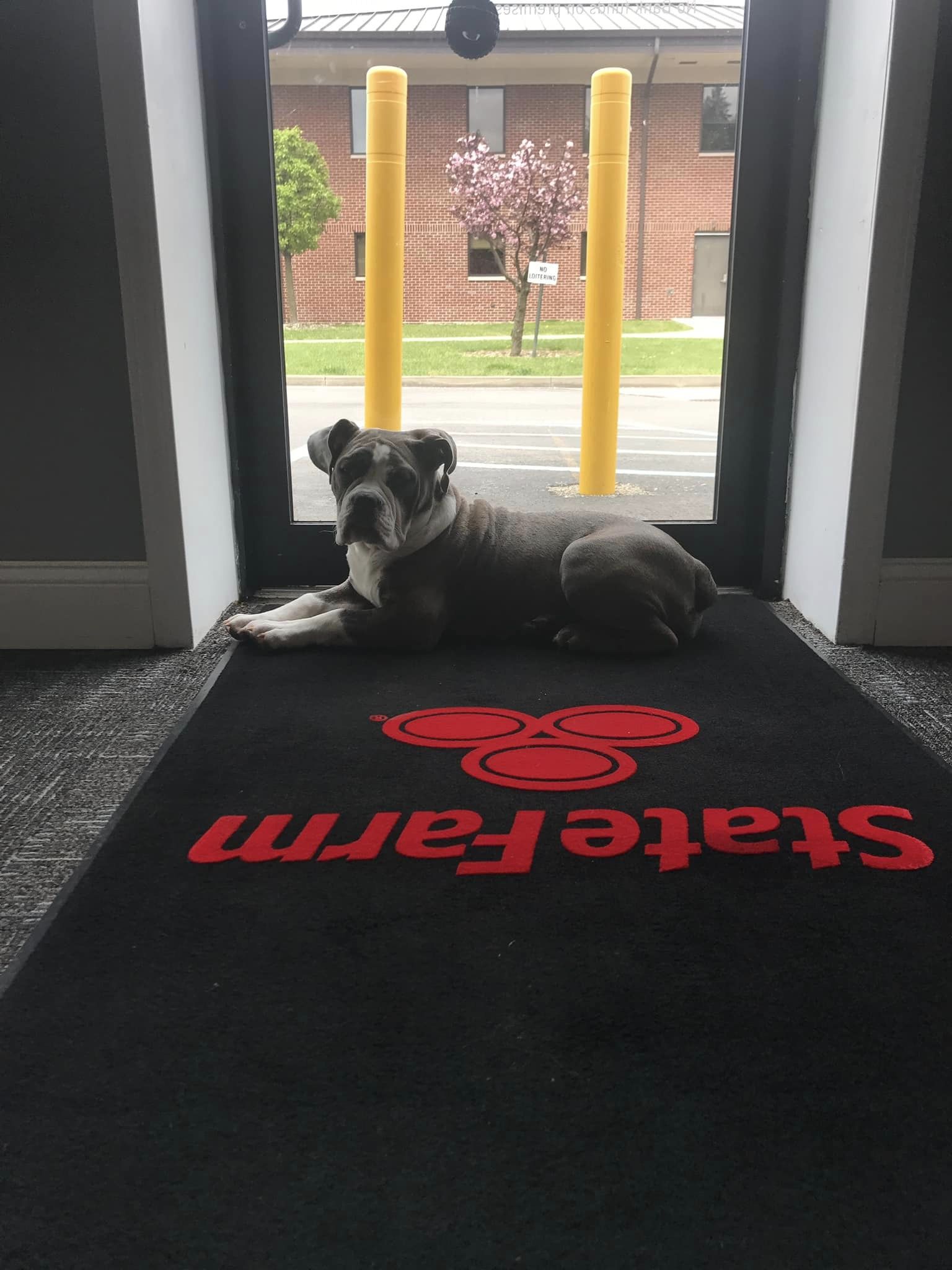 Stop by for puppy cuddles and insurance!