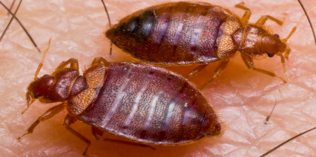 Images American Termite & Pest Control