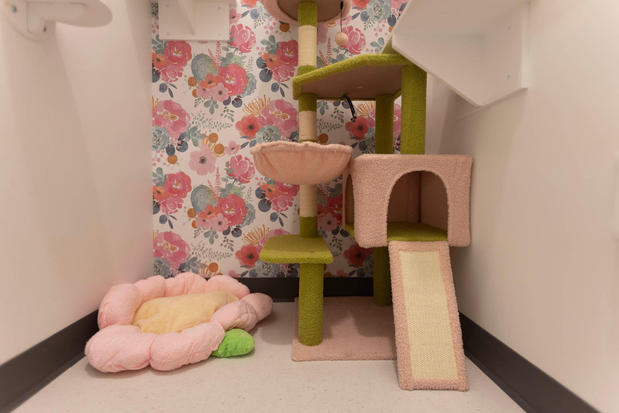 Images Cozy Cat Suites