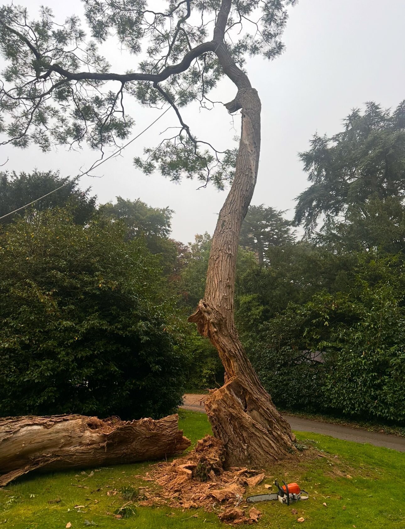 Images Trident Tree Solutions Ltd.