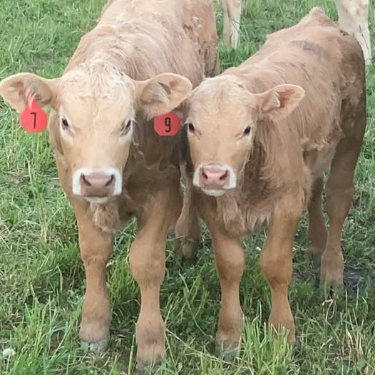 Images Shady Ridge Farm, LLC