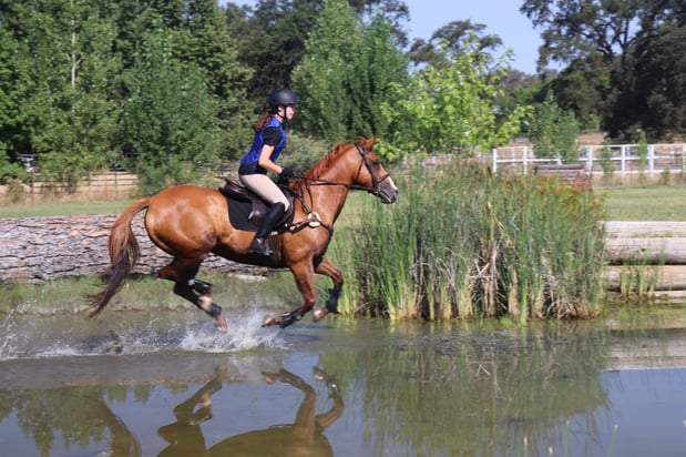 Images Empire Equine