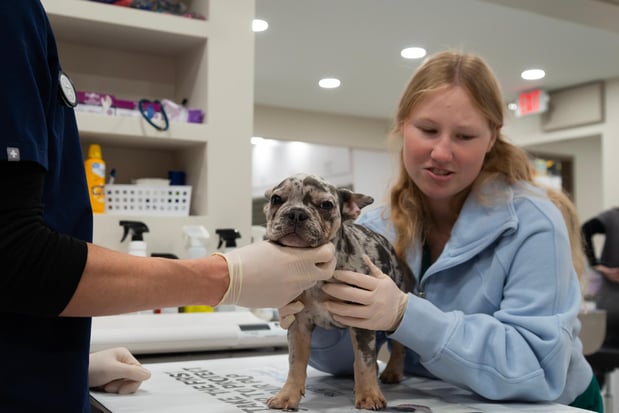 Images Furgent Care Vet