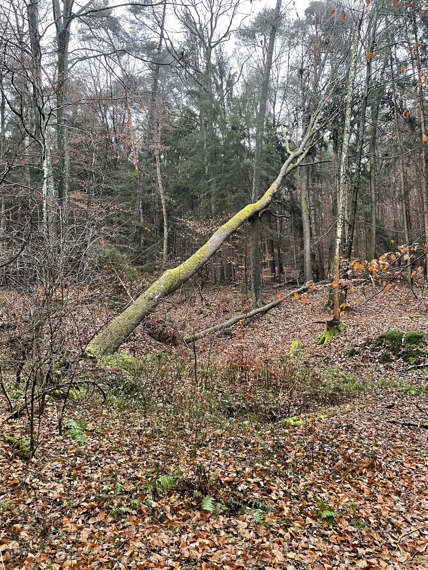 Markus Oliver Lukschanderl HSP , DieSägerei, Hauptstraße 63 in Brombachtal