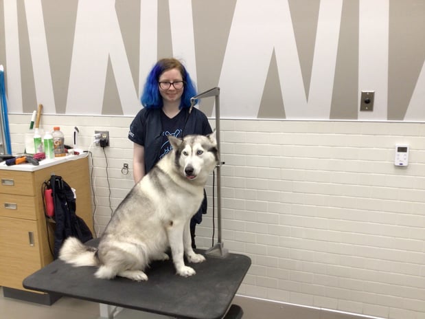 Images Petco Grooming