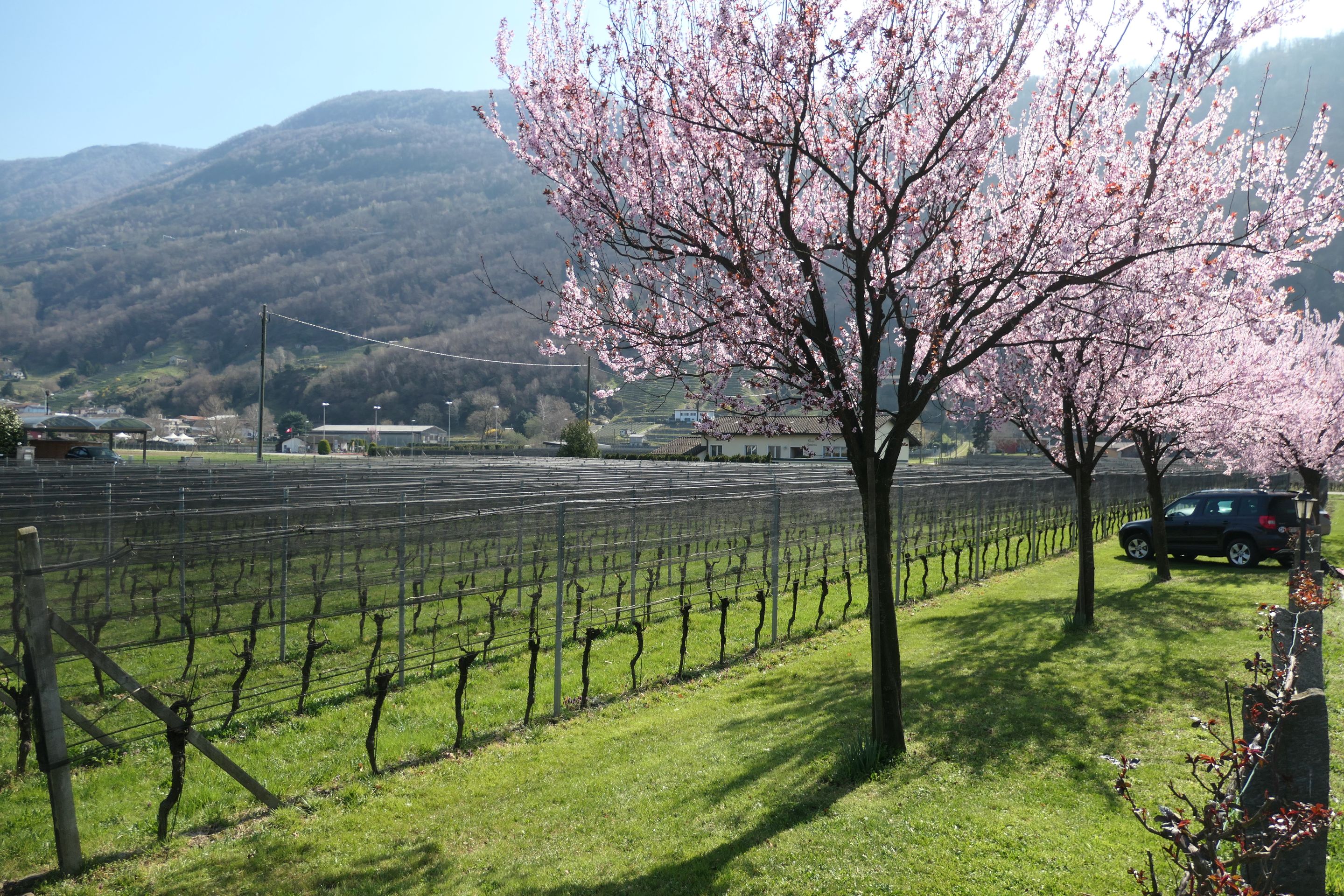 Bilder CANTINA IL CAVALIERE SA