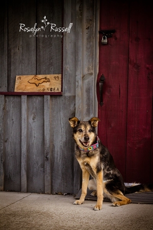 Images Prodigy Pups Dog Training LLC