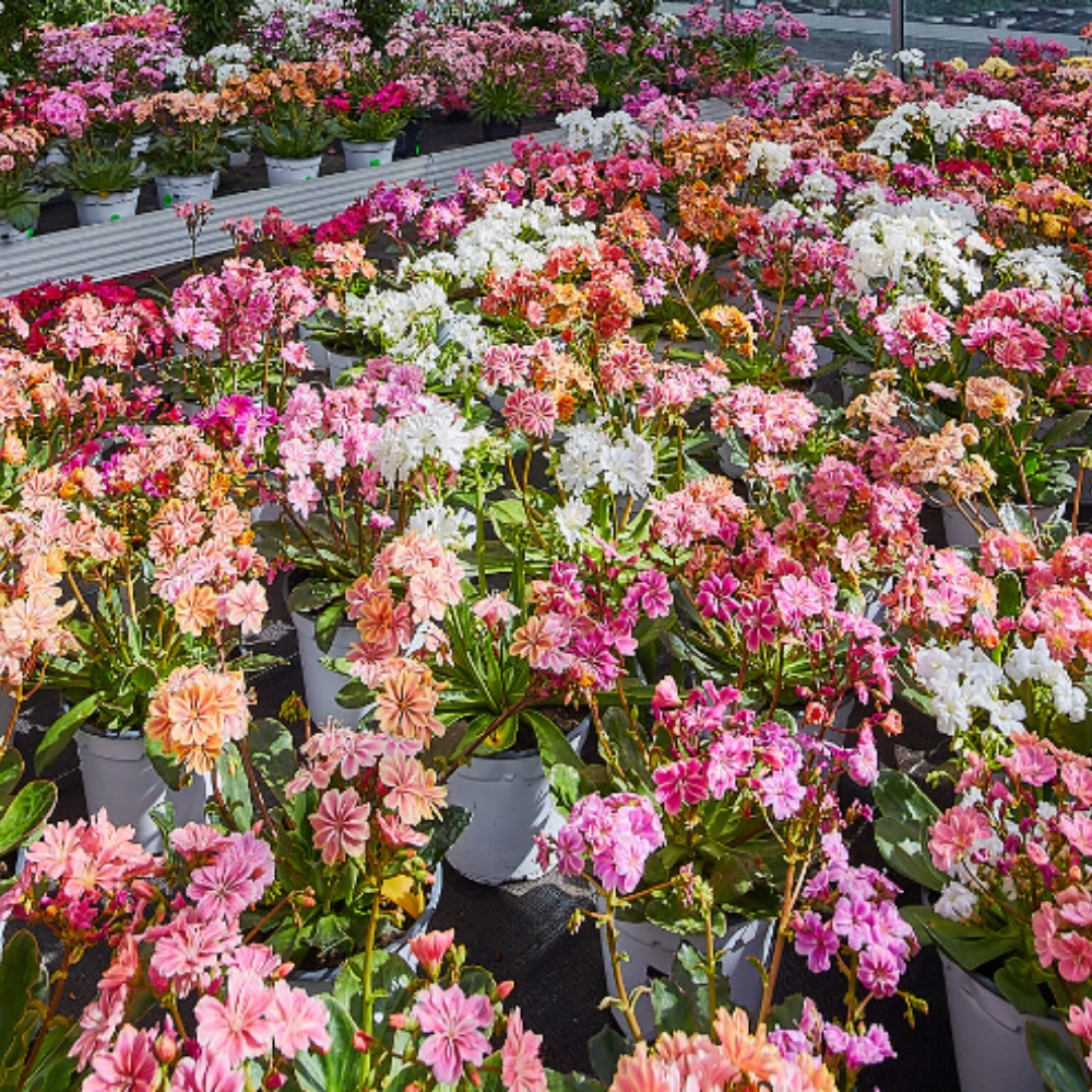 Paulwitz Pflanzenhof & Floristik, Norderdorfkamp 26 in Neumünster